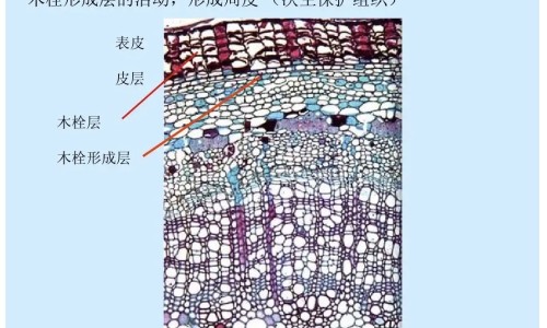 唐氏症专区_唐氏症专区_唐氏优眠的功效与作用网